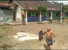 Babi Hutan Masuk Pemukiman, Dua Warga Luka-Luka