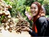 Keseruan Wisata Petik Buah di Kebun JT Farm