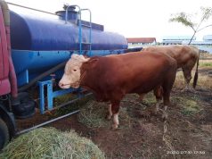 Perumda Air Minum Tirta Mulia Berbagi Kurban Dengan Warga di Sekitar Sumber Mata Air
