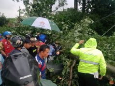 Pohon Randu Timpa Mobil di Semingkir, 4 Orang Meninggal Kecelakaan Pohon tumbang di Semingkir