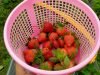 Wisata Baru Petik Buah Strawberry di Karangsari