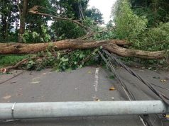Pohon Tumbang, 14 Tiang Listrik Ikut Roboh di Pal 6 Pemalang