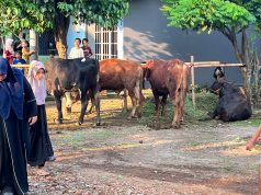 Pemotongan Hewan Kurban Jamaah Mushola Baitul Hamid di Dukuh Kedokan Berlangsung Khidmat dan Penuh Kebersamaan